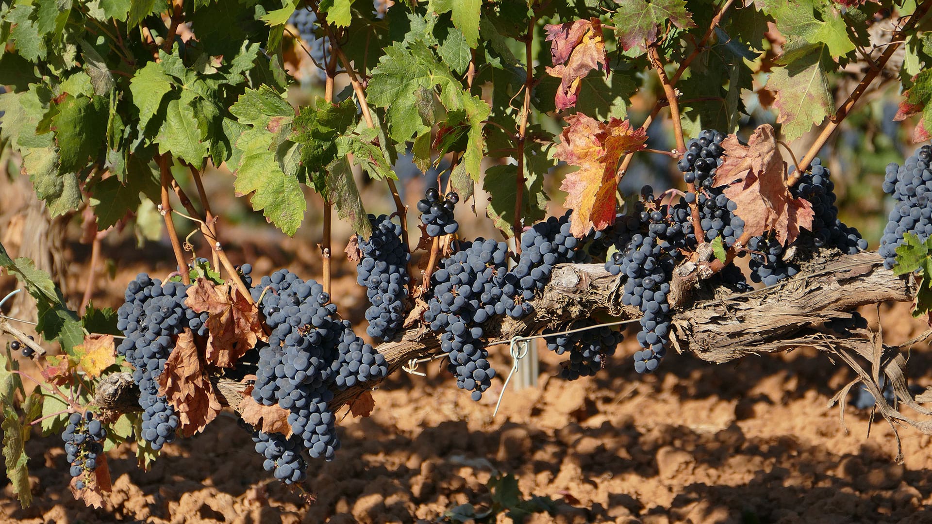 Los Vinos De Ribera Del Duero Son Favoritos Entre Los Mexicanos Los Vinos De Ribera Del Duero Son Favoritos Entre Los Mexicanos
