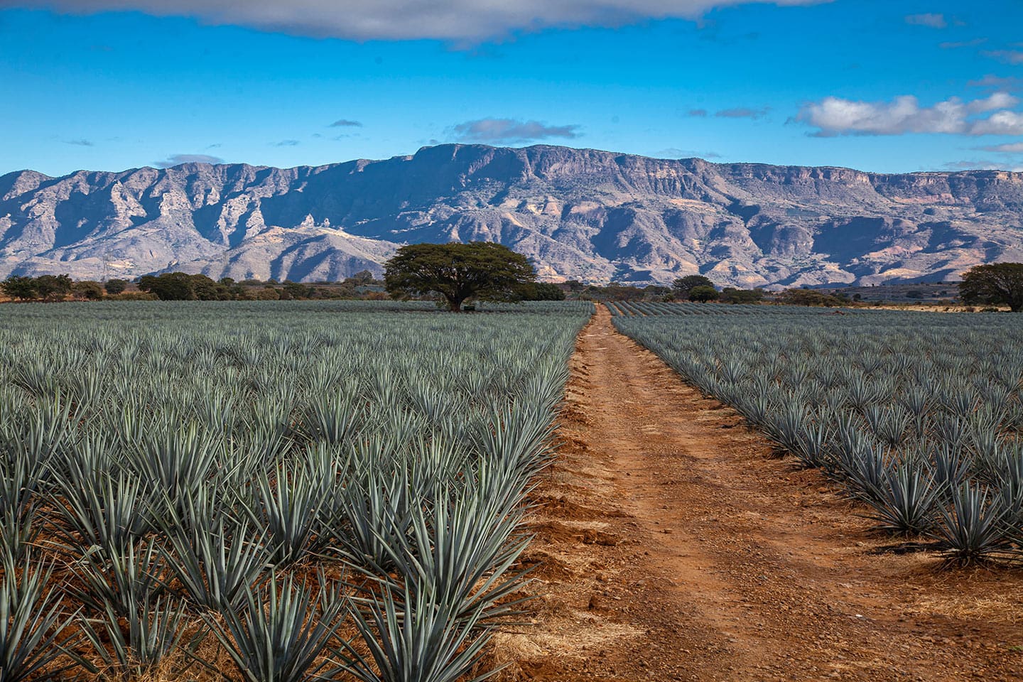 destinos turísticos inteligentes Tequila