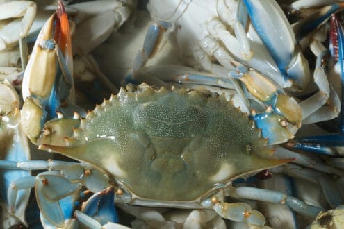 Deliciosas razones para consumir cangrejo azul mexicano