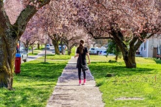 ¡En estos países (más allá de Japón) puedes ver cerezos en flor!