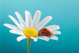 ¡Bienvenida, primavera! Curiosidades únicas de esta estación