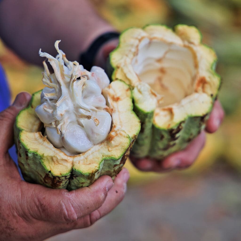 Cacao