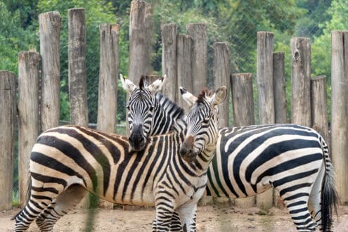 Fin de semana familiar: actividades gratis en CDMX para ir con niños esta Semana Santa