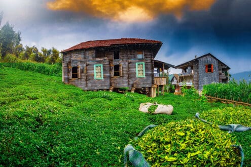 Safaris de té: experiencias en las plantaciones más espectaculares del mundo