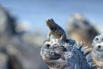 Un hotel boutique flotante: así es este crucero de lujo que navega por las Galápagos y Antártida