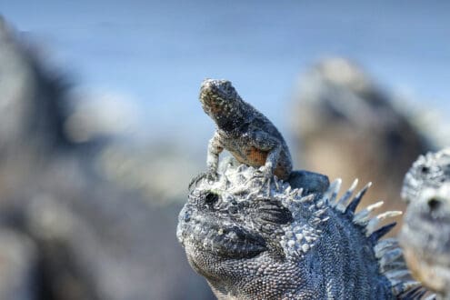 Un hotel boutique flotante: así es este crucero de lujo que navega por las Galápagos y Antártida