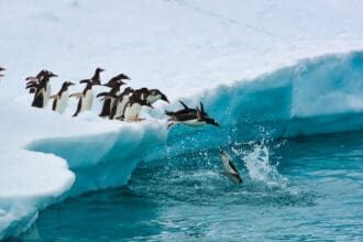 Así puedes viajar a la Antártida, el paraíso de glaciares donde viven los pingüinos