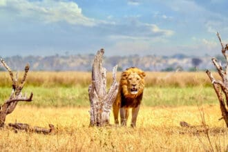 ¿Tu primer safari en África? Estos son algunos consejos para esta aventura