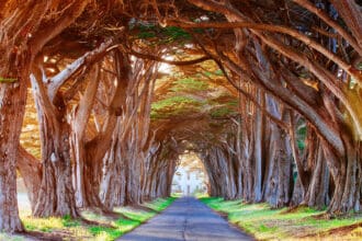 Los túneles de árboles más extraordinarios del mundo