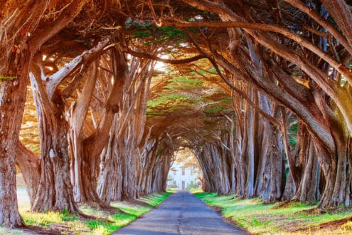 Los túneles de árboles más extraordinarios del mundo