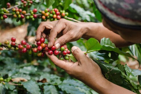 Agroturismo en México: 5 lugares para unir turismo y gastronomía