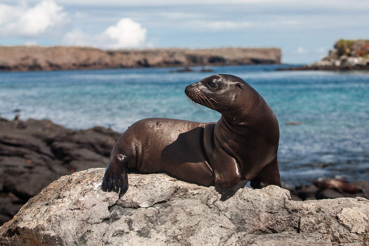 Foca de las Galápagos
