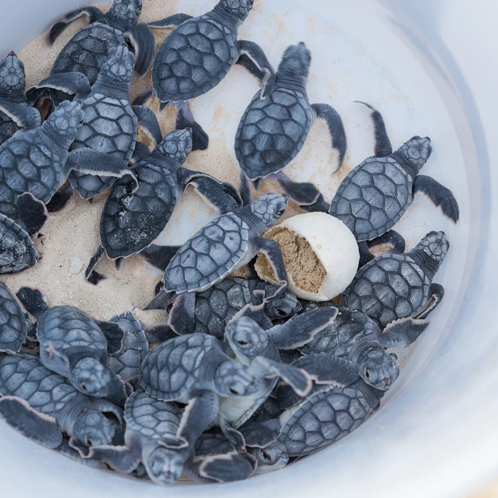 playas de anidación de tortugas en México