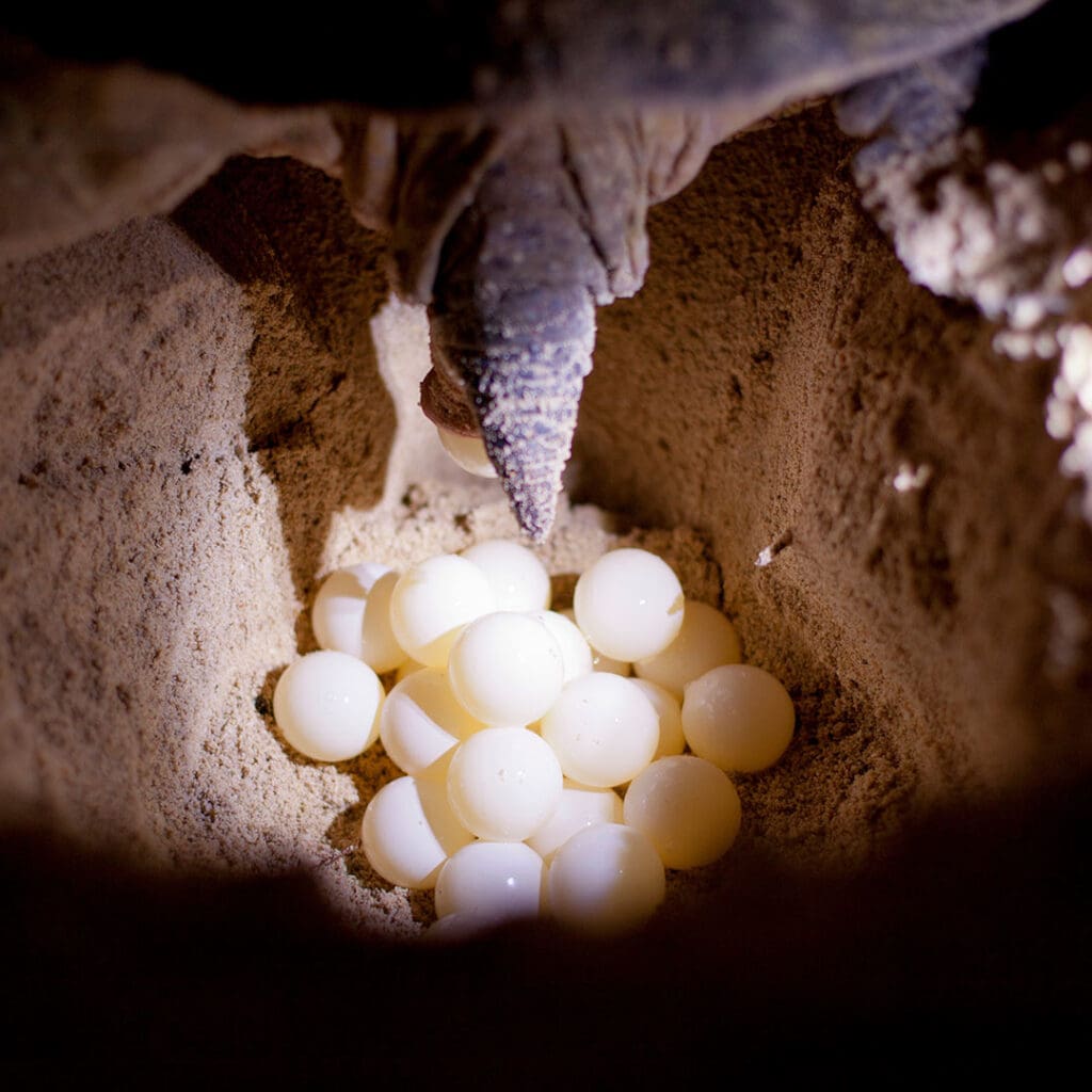 playas de anidación de tortugas en México