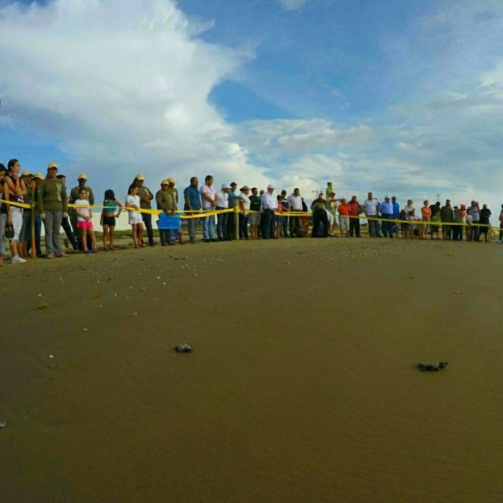 playas de anidación de tortugas en México