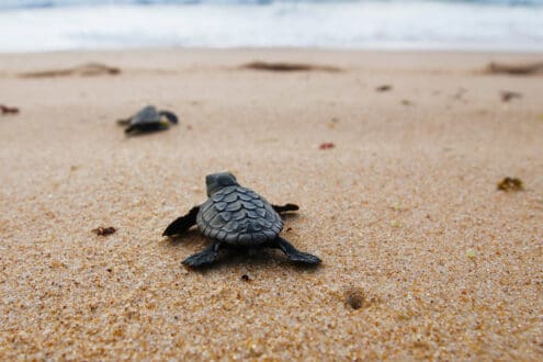 Playas de anidación de tortugas en México donde puedes liberarlas