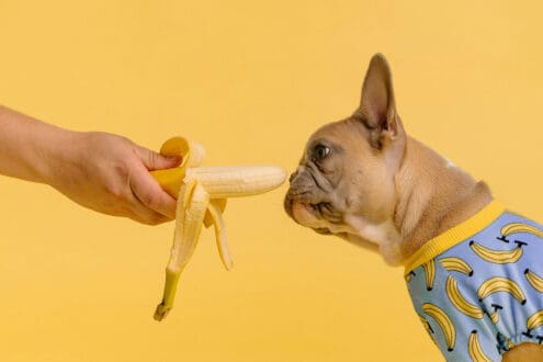 ¿Qué alimentos puede comer tu perro? Aquí la guía infalible
