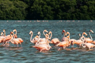 ¡Vamos a pajarear! 6 lugares en México para ver aves migratorias