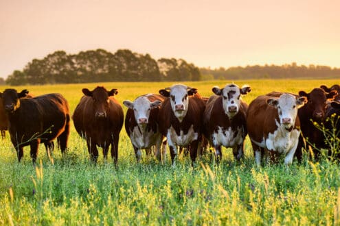 Gusano barrenador: ¿una amenaza para nuestros alimentos?