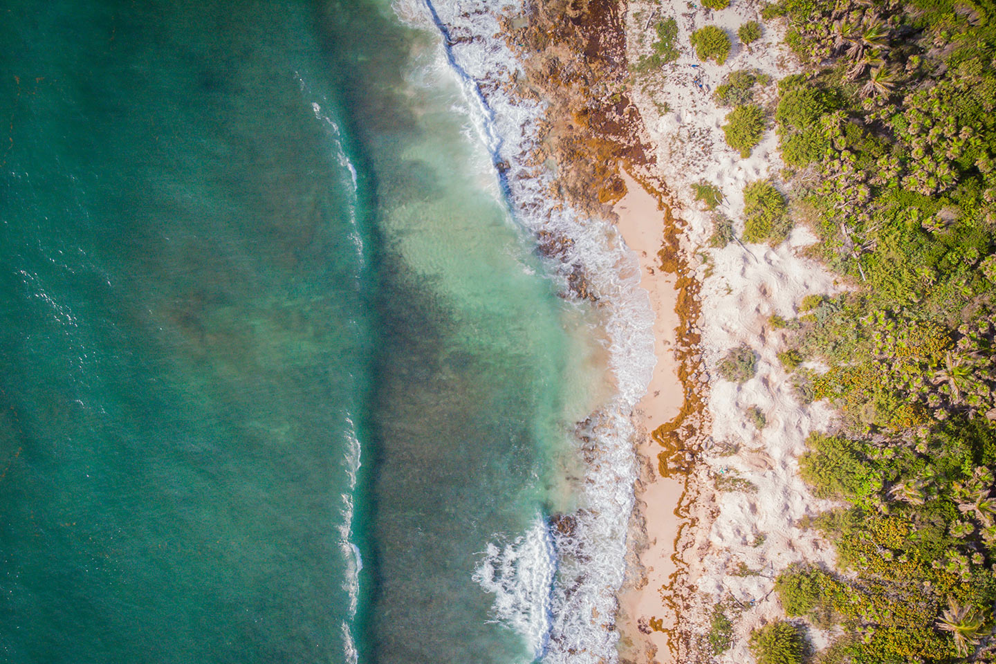 Sargazo en el mar Caribe