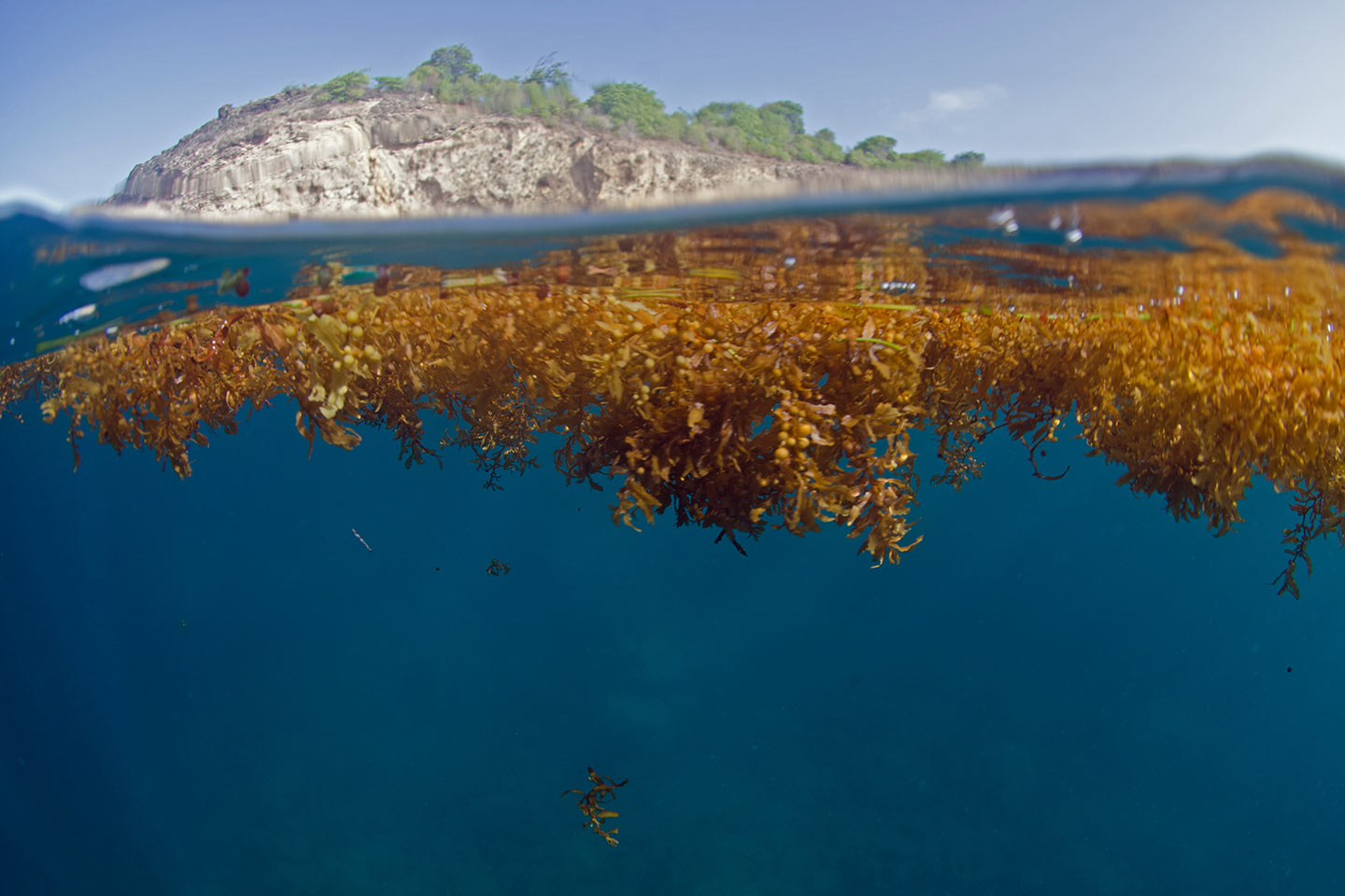 Sargazo en el mar Caribe