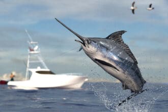 Pesca deportiva en Loreto: guía para una experiencia responsable