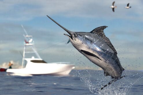 Pesca deportiva en Loreto: guía para una experiencia responsable