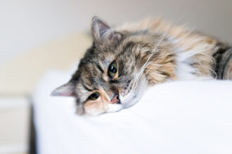 Alimento saludable para gato: qué sí y que no debe consumir