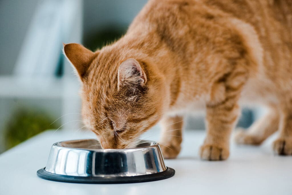 Cosas que sí puede comer tu gato