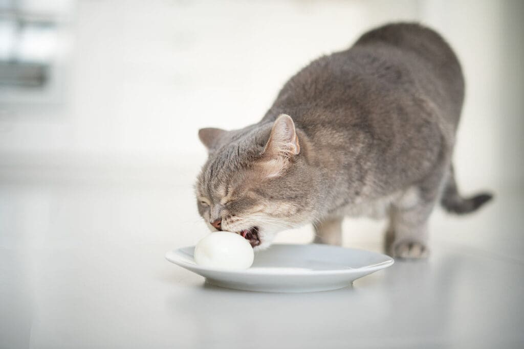 Alimento saludable para gato
