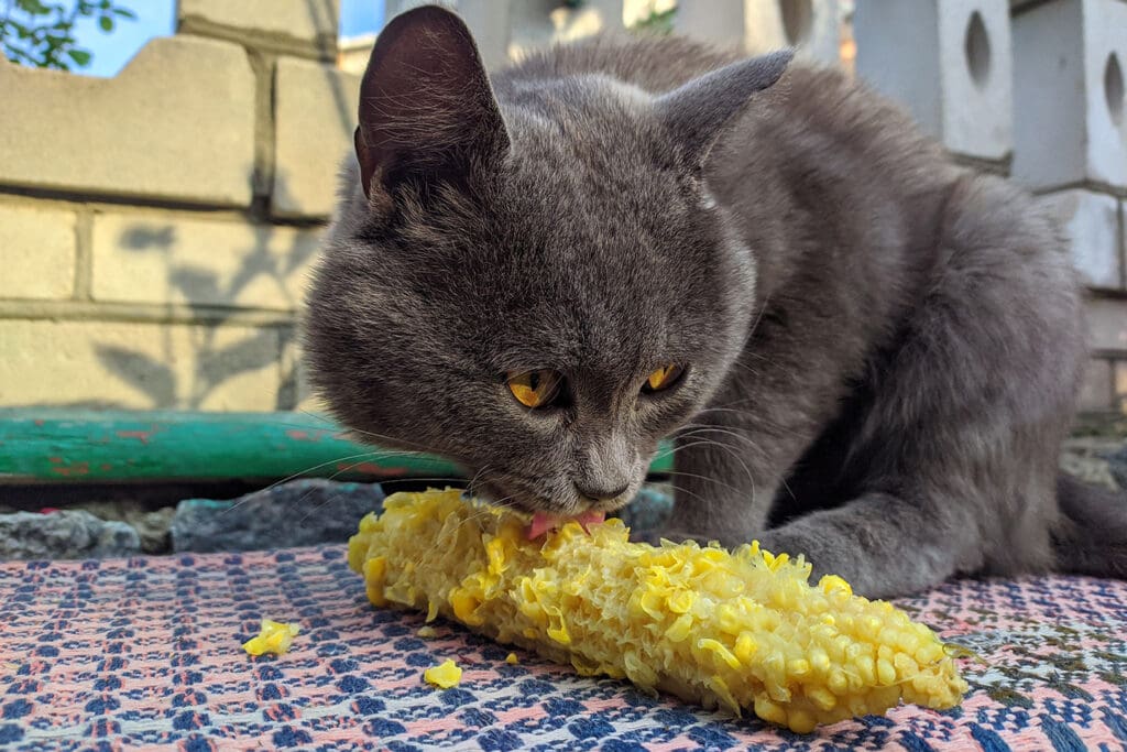 Alimento saludable para gato