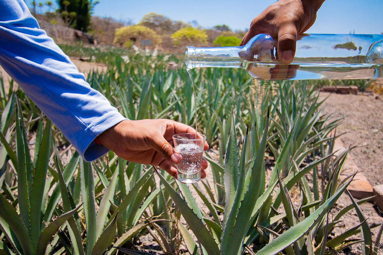 gastronomía poblana mezcal agave