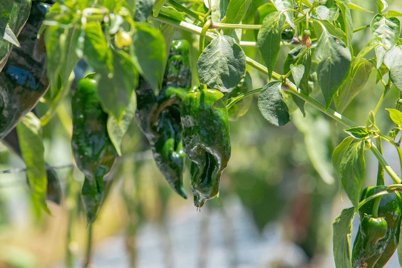 gastronomía poblana chiles