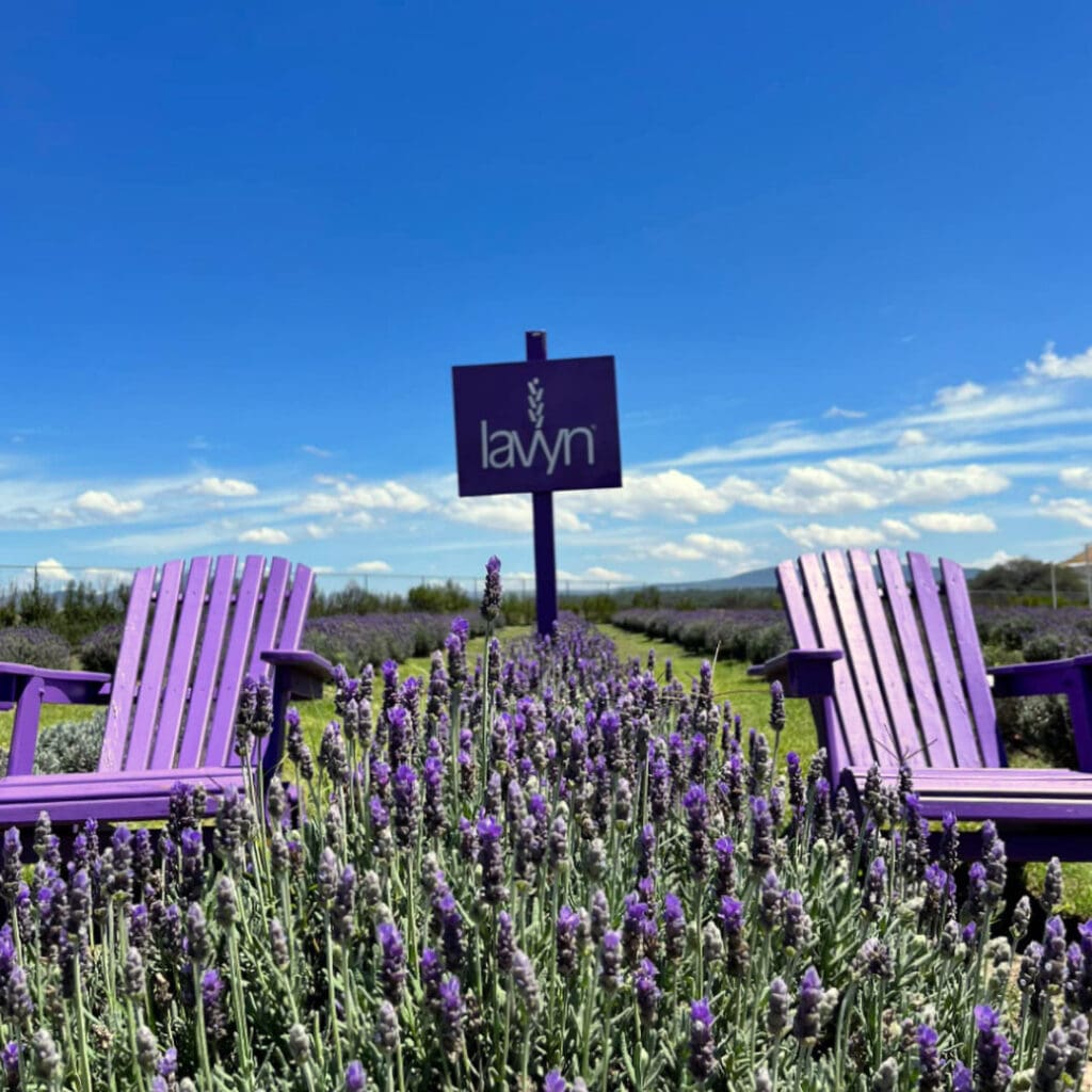 Campos de lavanda en México: Lavyn