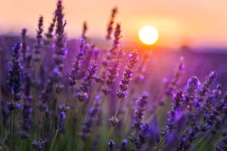 Campos de lavanda en México para pintar de violeta tu verano