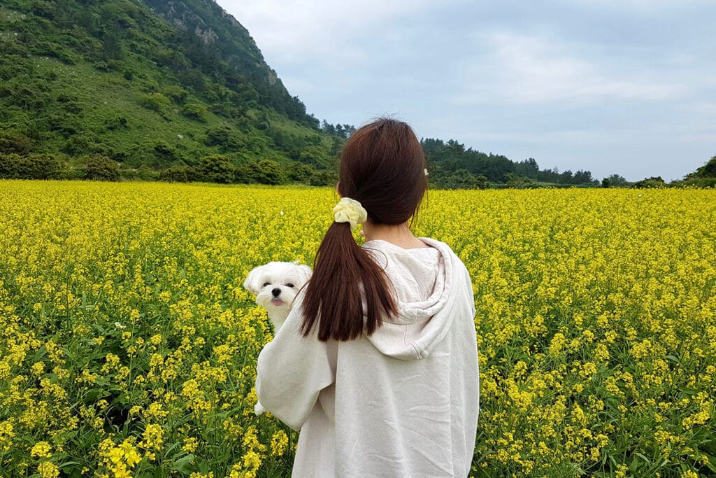 Yellow Day 2025: Jeju, Corea del Sur