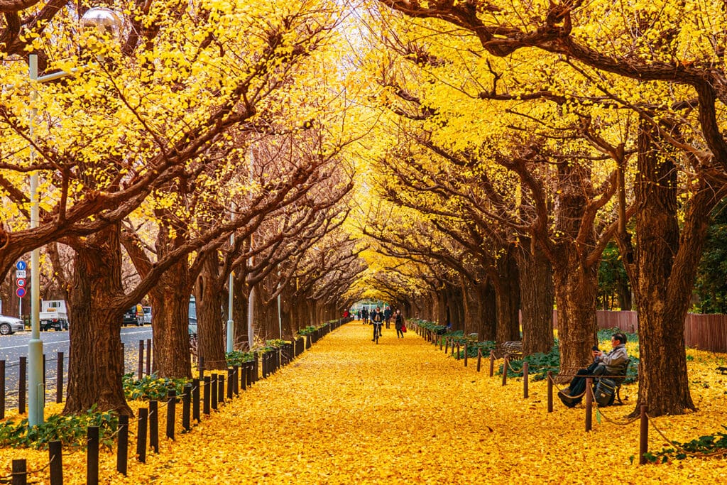 Yellow Day 2025: Tokio en otoño