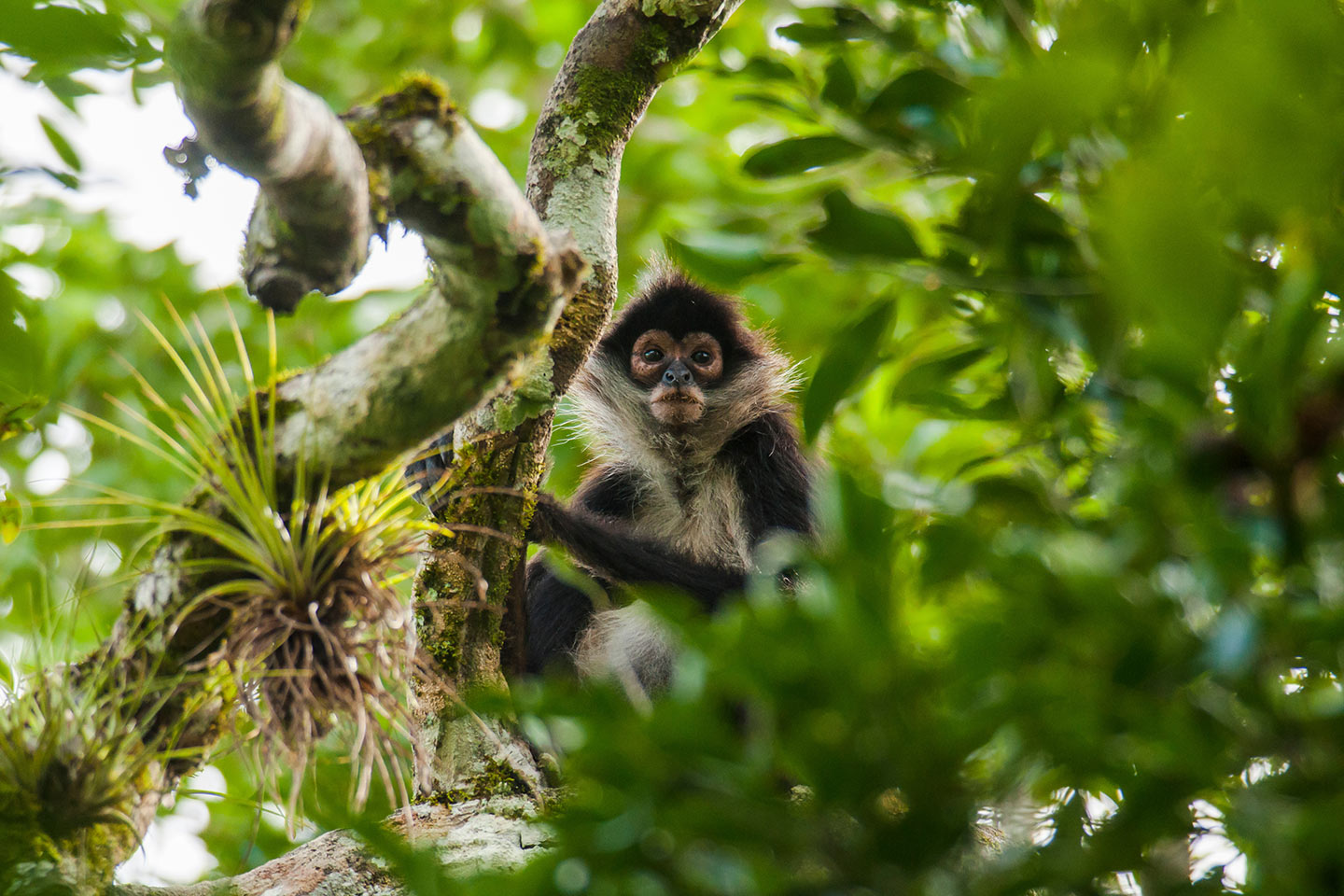 Reservas de la Biósfera en México que puedes conocer: Calakmul