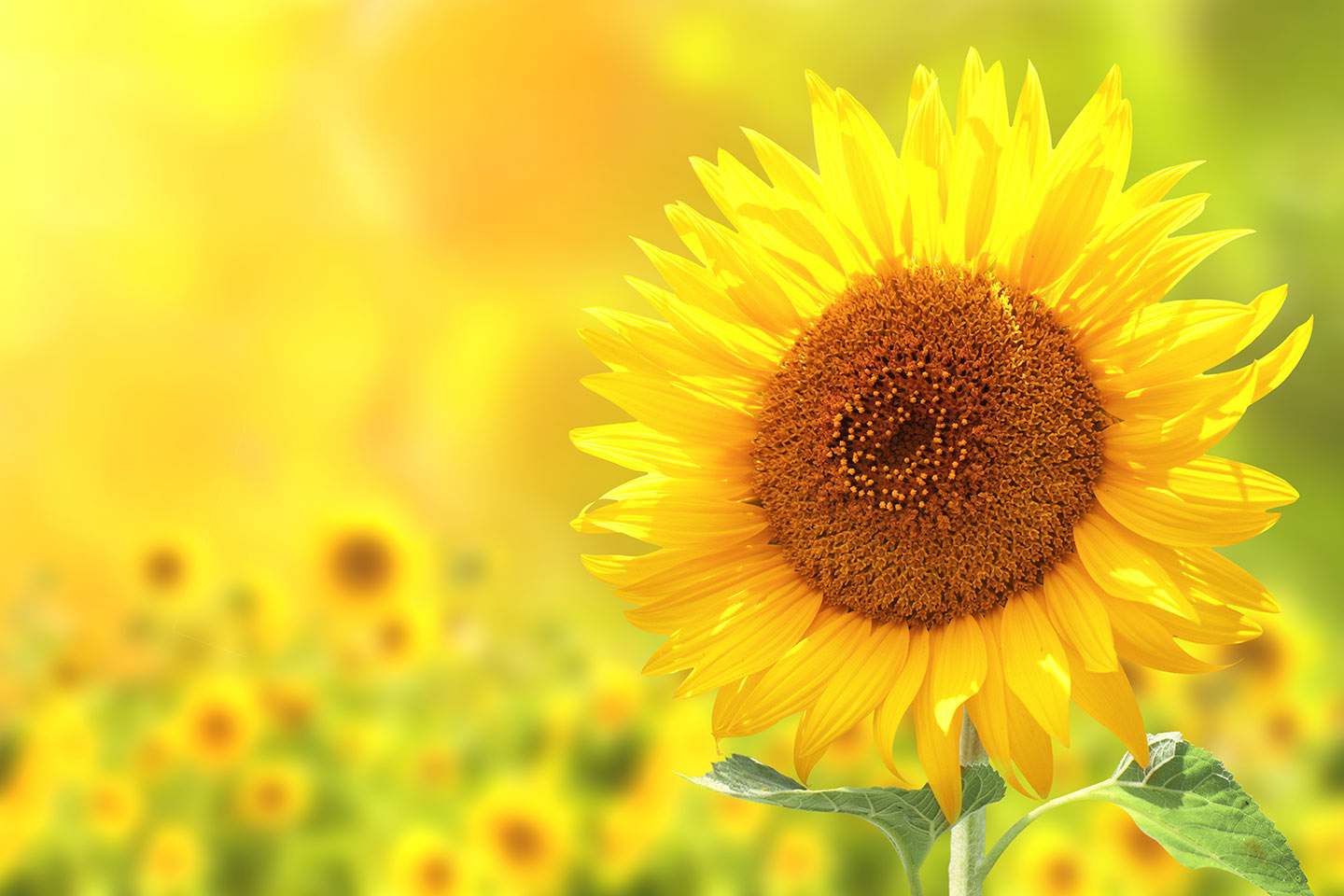 solsticio de verano