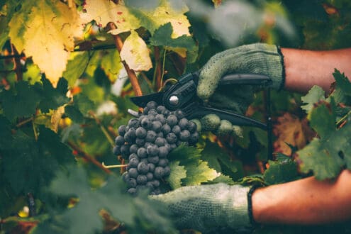 ¡Vendimias 2025 en Querétaro! Aquí el calendario