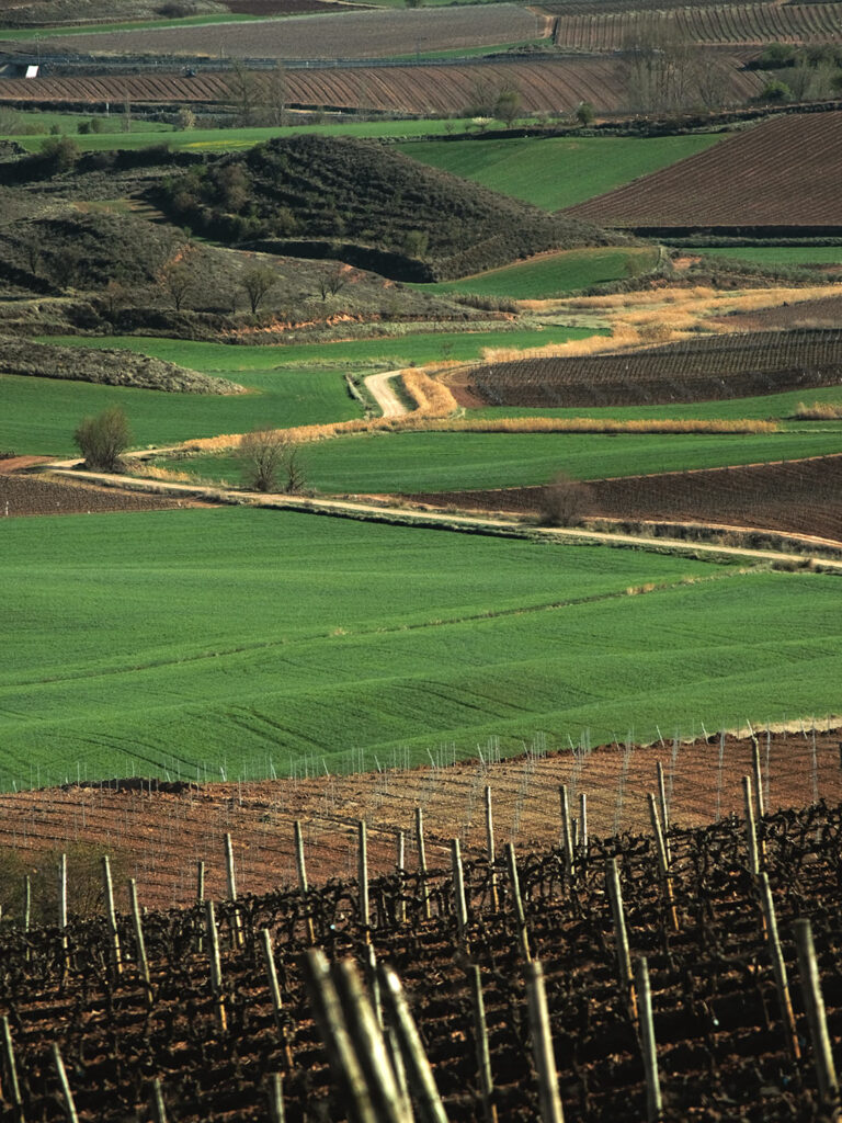 Viñedo en La Rioja