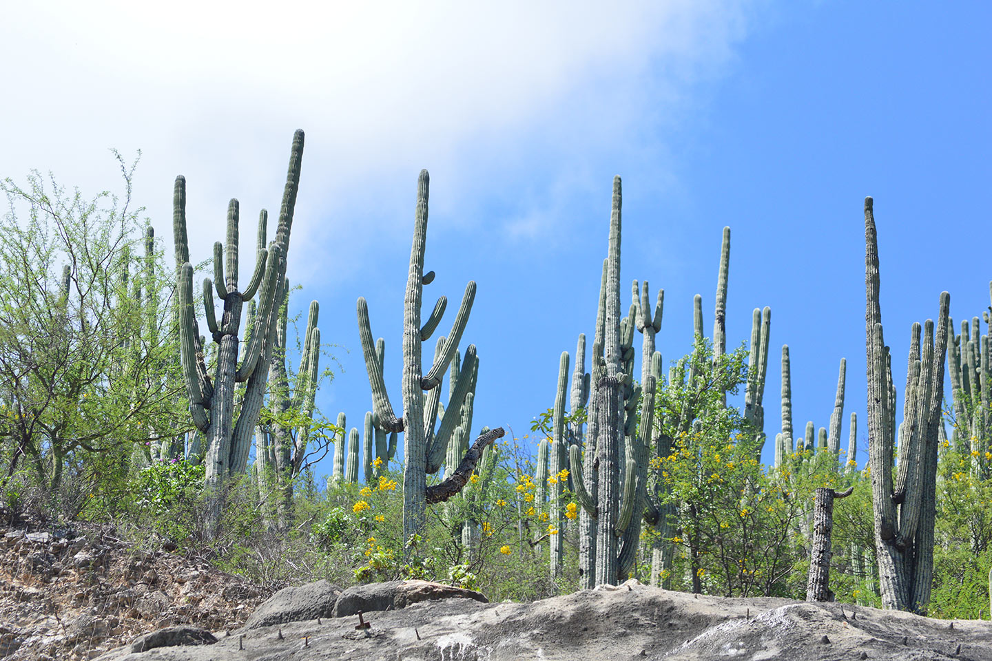 Lugares para pueblear en Puebla Tehuacán