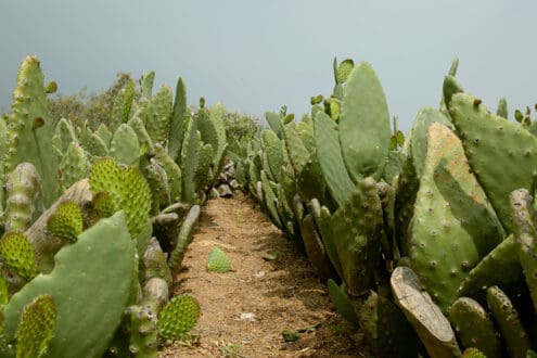 Ruta de la Milpa en CDMX: cocina rural y comida entre nopaleras