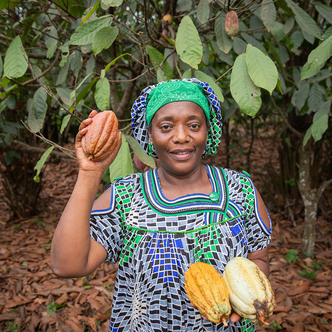 curiosidades del cacao