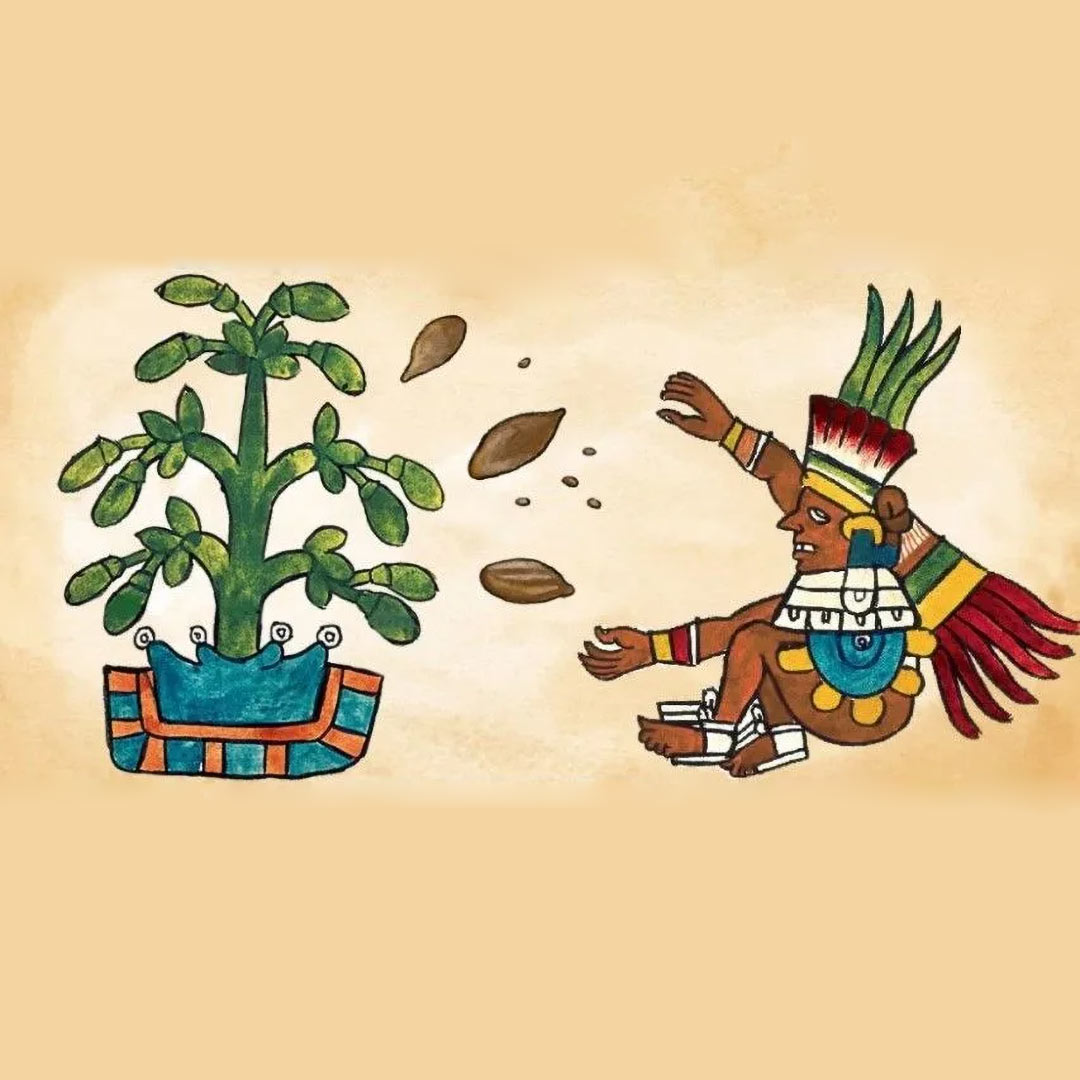 curiosidades del cacao