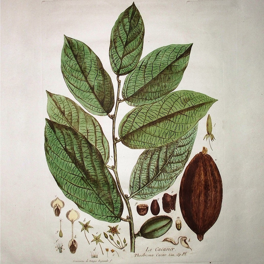 curiosidades del cacao