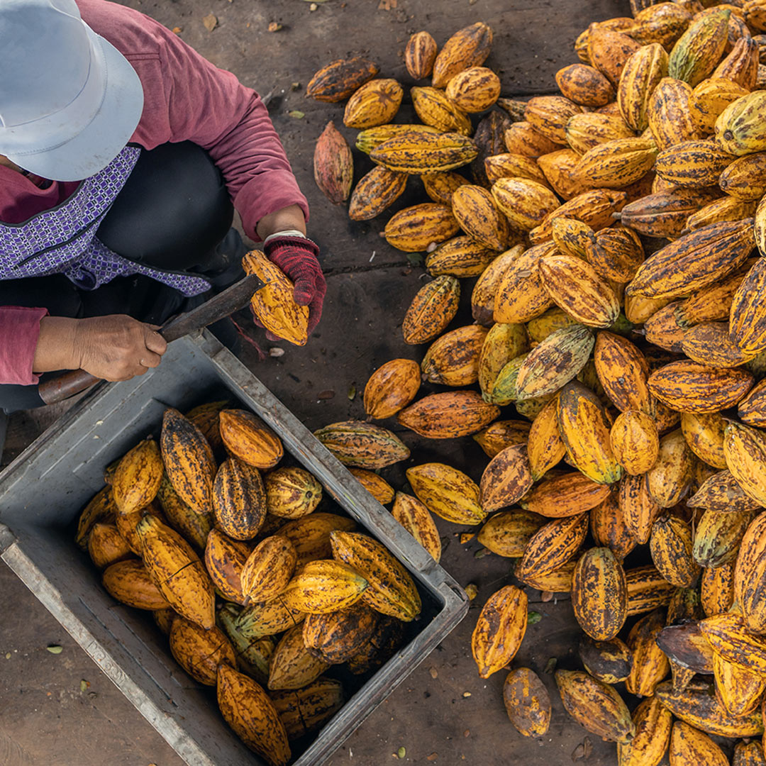 curiosidades del cacao
