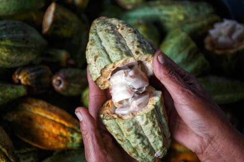 10 curiosidades del cacao que te sorprenderán
