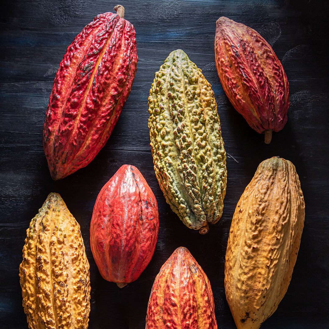 curiosidades del cacao