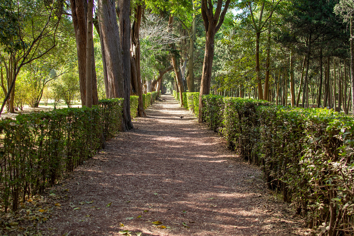 lugares para correr en CDMX